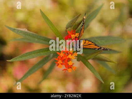 Fauna di Glan Canaria - farfalla monarca, Danaus plexippus Foto Stock