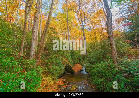 Alberi dorati oltre il sottobosco verde di Deep Creek nelle Great Smoky Mountains nel North Carolina Foto Stock