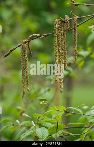 Betula utilizza Melony Sanders, Himalayan Birch Melony Sanders, gatti all'inizio della primavera, Foto Stock