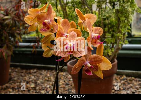 Un'orchidea arancione punteggiata e rosa in piena fioritura Foto Stock