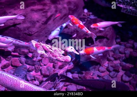 Anatra e pescata di colore viola Foto Stock
