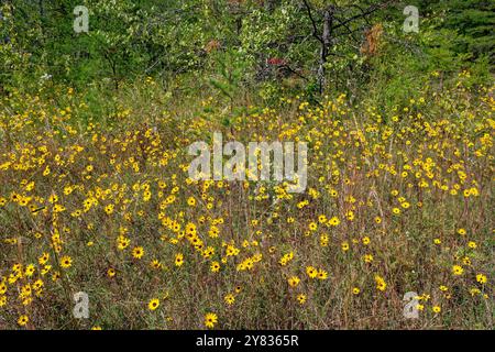 Fiori di girasoli selvatici gialli di Helianthus in piena fioritura che crescono in un campo aperto mescolato con alte erbe essiccate e altri fiori selvatici con una foresta nel dorso Foto Stock