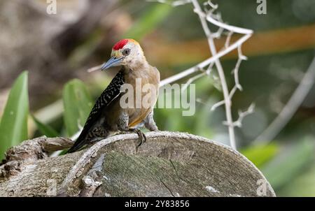 Hoffmann's Woodpecker (Melanerpes hoffmannii) della Costa Rica Foto Stock