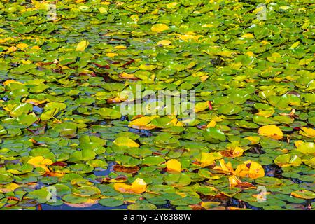 Sfondo testuale Lily Pad Foto Stock