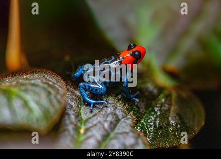 Rana velenosa (Ranitomeya benedicta) - esemplare in cattività. La rana velenosa è una specie vulnerabile che si trova nelle Pampas del Sacramento Foto Stock