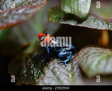 Rana velenosa (Ranitomeya benedicta) - esemplare in cattività. La rana velenosa è una specie vulnerabile che si trova nelle Pampas del Sacramento Foto Stock