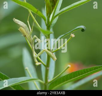 Insetto Mantis mimetizzato in preghiera nascosto in una pianta di alghe del latte. Foto Stock