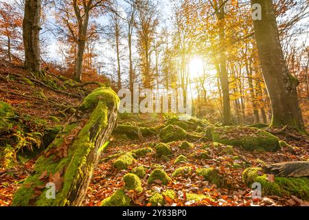 Rocce ricoperte di muschio e tronchi di alberi nella foresta autunnale al tramonto Foto Stock