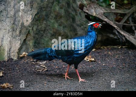 Fagiano di Edwards (Lophura edwardsi) Foto Stock