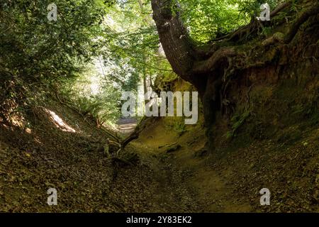 Un Holloway, o binario che è più basso della terra su entrambi i lati a causa dell'erosione o dell'attività umana, sulle colline del Surrey vicino a Guildfor Foto Stock