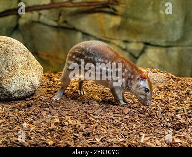 Avvistato Paca o Lappe Cuniculus paca America del Sud Foto Stock