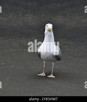 Un grande gabbiano con il dorso nero in piedi orgogliosamente sul tetto di un garage. Foto Stock