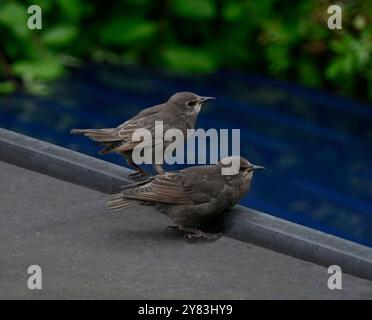 Due bambini, appena nati, starlings in piedi sul tetto di un garage. Foto Stock