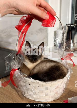 Curioso gatto siamese seduto comodamente all'interno di un cesto bianco decorativo, decorato con un grande nastro rosso, e guarda verso l'alto con interesse. Animale domestico purosangue Foto Stock