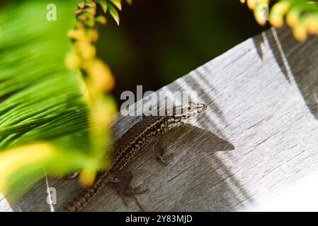 Primo piano della lucertola delle mura comuni: Si mescola su una terrazza di legno tra gli alberi nel sud della Francia Foto Stock