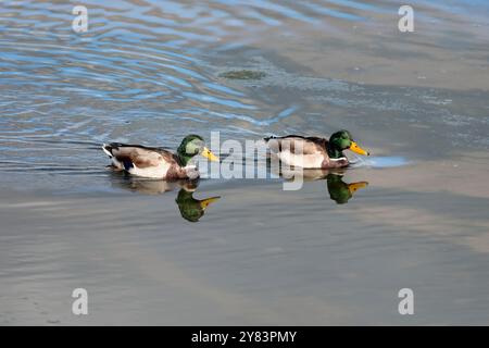 Due anatre domestiche maschili (Anas platyrhynchos), che nuotano in fila nel mare Foto Stock