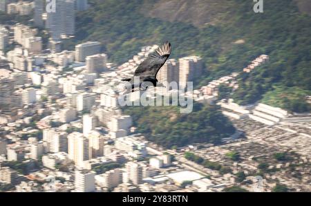 Avvoltoio nero (Coragyps atratus brasiliensis) che vola in alto sopra Rio de Janeiro, visto dal monte Corcovado Foto Stock