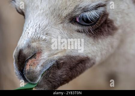Lunghe ciglia bianche di un giovane lama nel giardino inca di Yumani, Isla del Sol, lago Titicaca, Bolivia Foto Stock
