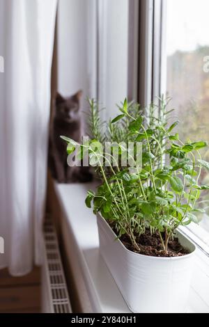 Basilico fresco, menta e rosmarino stanno crescendo in una grande pentola di fiori bianchi sul davanzale all'interno. Concetto di mini giardino con finestra. Foto Stock
