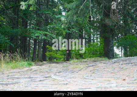 Percorso segnalato attraverso la foresta verde nella località di Poiana Brasov, Romania. Paesaggio naturale con alti alberi con lunghe radici intricate sul terreno. Foto Stock