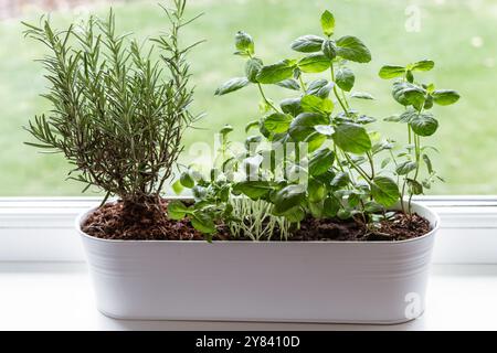 Basilico fresco, menta e rosmarino stanno crescendo in una grande pentola di fiori bianchi sul davanzale all'interno. Concetto di mini giardino con finestra. Foto Stock