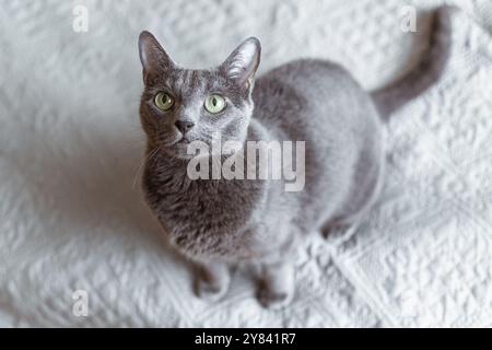 Il gatto blu russo è in piedi su un letto e guarda in alto Foto Stock