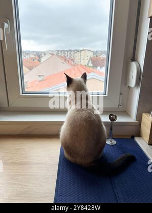 Il gatto siamese siede su un davanzale, osservando il paesaggio urbano oltre il vetro. La scena cattura un momento di contemplazione tranquilla come osserva il felino Foto Stock