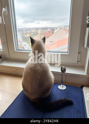 Il gatto siamese siede su un davanzale, osservando il paesaggio urbano oltre il vetro. La scena cattura un momento di contemplazione tranquilla come osserva il felino Foto Stock