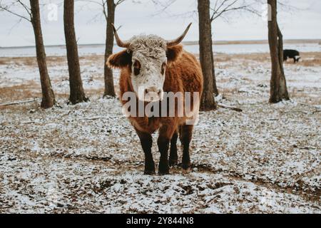 Carino semi selvaggio mucca di galline sta camminando sulla foresta innevata al parco nazionale del lago di Engure in Lettonia. Foto Stock