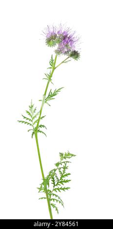Fiori di Phacelia isolati su sfondo bianco. Fiori viola chiaro di Lacy phacelia o tansy blu. Foto Stock