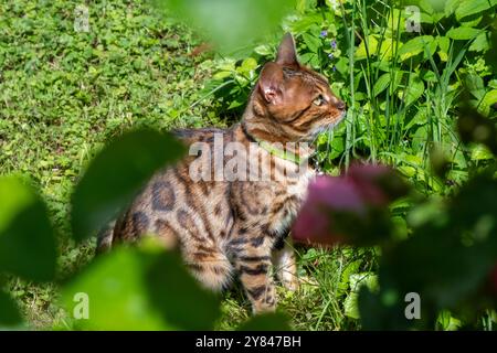 Un gatto del Bengala in posa in mezzo al verde lussureggiante in un giardino, circondato da piante, per una splendida fotografia all'aperto di animali domestici, sottolineando la salute Foto Stock