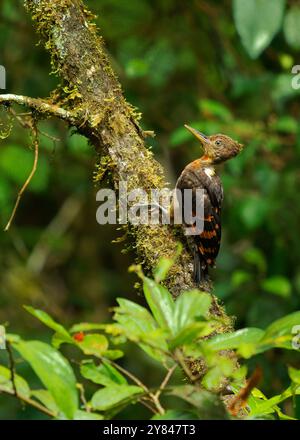 Picchio con fondo arancione - uccello Chrysocolaptes validus in Picidae, trovato in Thailandia, Malesia, Sarawak e Sabah in Malesia, Brunei, Sumatra e Giava, Foto Stock