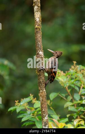 Picchio con fondo arancione - uccello Chrysocolaptes validus in Picidae, trovato in Thailandia, Malesia, Sarawak e Sabah in Malesia, Brunei, Sumatra e Giava, Foto Stock