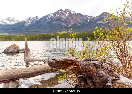 Incredibili vedute della natura al lago Pyramid nel Parco Nazionale di Jasper durante la primavera con una montagna unica sullo sfondo con una foresta boreale. Foto Stock