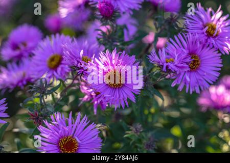 In un giardino fioriscono le palestre viola della nuova inghilterra con centri gialli Foto Stock