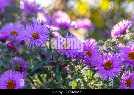 In un giardino fioriscono le palestre viola della nuova inghilterra con centri gialli Foto Stock