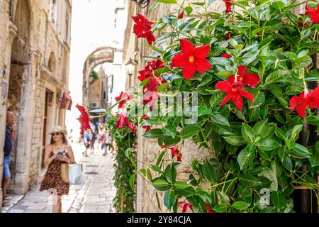 Spalato Croazia, città Vecchia, via Adamova ulica, vicolo pedonale, donna che cammina, vigna fiorita di mandevilla, Europa croata UE, tour in viaggio dei visitatori Foto Stock