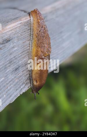 Ambigolimax valentianus (noto anche come Lehmannia valentiana) è una specie di lumaca terrestre, un gasteropode polmonato della famiglia Limacidae. Foto Stock