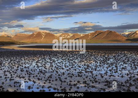 Fiordo, bassa marea, pietre, montagne, luce serale, atmosfera nuvolosa, Thingeyri, Westfjords, Islanda, Europa Foto Stock