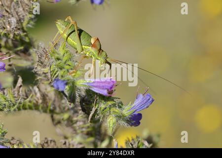 Cavalletta steppa, cavalletta steppa (Ephippiger ephippiger), maschio, cavalletta a punta lunga, Lista Rossa della Germania, specie di con speciale Foto Stock