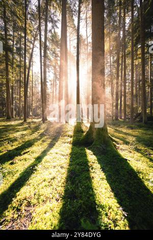 I raggi del sole penetrano negli alti alberi e gettano lunghe ombre sul pavimento della foresta coperto di muschio, Calw, Foresta Nera, Germania, Europa Foto Stock