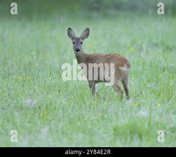 Capriolo (Capreolus capreolus), in piedi in un prato e guardando attentamente, fauna selvatica, bassa Sassonia, Germania, Europa Foto Stock