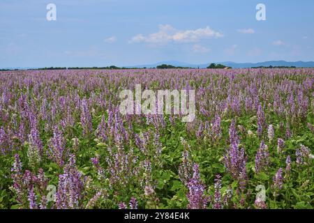 Campo di salvia in una giornata di sole con un cielo leggermente coperto, estate, Valensole, Alpes-de-Haute-Provence, Provence-Alpes-Cote d'Azur, Francia, Europa Foto Stock