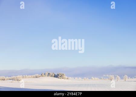 Vista del paesaggio rurale su campi innevati e un boschetto di alberi su una collina, una fredda giornata invernale soleggiata. Svezia Foto Stock