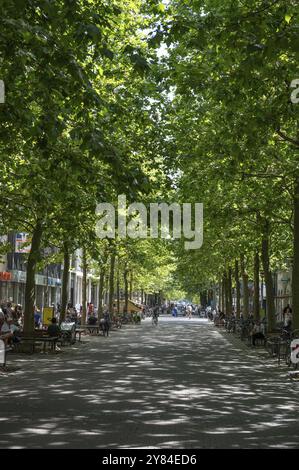 Platanenalle (Platanus) nella zona pedonale di Erlangen, Nuernberger Str., Erlangen, Media Franconia, Baviera, Germania, Europa Foto Stock