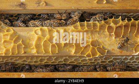 Api mellifere occidentali (Apis mellifera), fiori di frutta, favo, alveare, petali, api mellifere, apicoltore, miele biologico, salute, cibo, impollinazione, har di massa Foto Stock