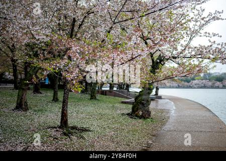 WASHINGTON DC - i petali di fiori di ciliegio caduti coprono il terreno lungo il bacino delle maree, segnando le ultime fasi della fioritura annuale. I ciliegi Yoshino, parte del regalo originale del 1912 dal Giappone, perdono i loro fiori man mano che emergono nuove foglie verdi. Foto Stock