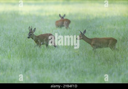 Roe Deer (Capreolus capreolus), roebuck e Doe in piedi in un prato, un altro capriolo dietro, fauna selvatica, bassa Sassonia, Germania, Europa Foto Stock