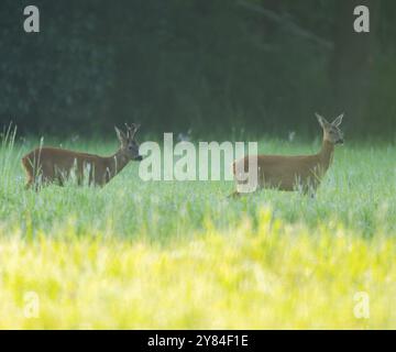 Roe Deer (Capreolus capreolus), roebuck e Doe in piedi in un prato, fauna selvatica, bassa Sassonia, Germania, Europa Foto Stock