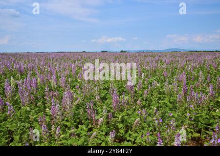 Campo di salvia in una giornata di sole con un cielo leggermente coperto, estate, Valensole, Alpes-de-Haute-Provence, Provence-Alpes-Cote d'Azur, Francia, Europa Foto Stock